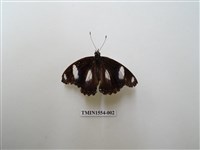 藏品(雌擬幻蛺蝶)的圖片